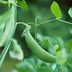 I Drank Pea Milk Every Day for a Week—Here's What Happened