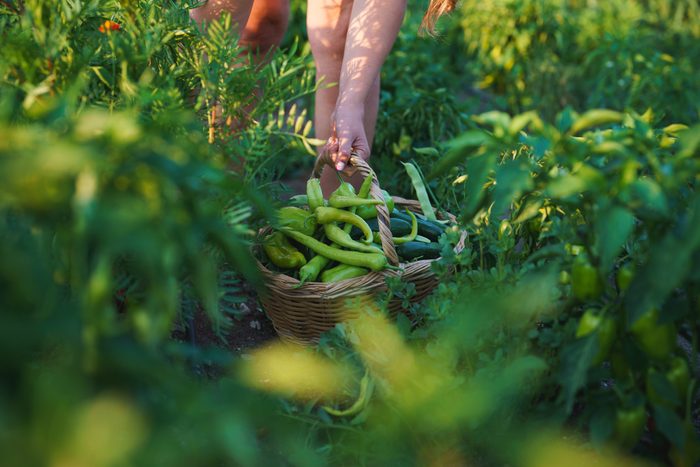 Close up to homegrown produce